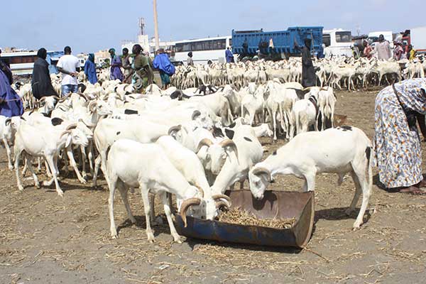 Aïd El Kébir- Foirail de Liberté 5: Les moutons s’écoulent à merveille