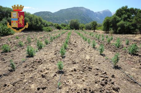 Italie: Arrestation d’un Sénégalais « gérant » d’une plantation de marijuana