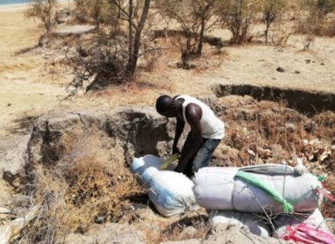 Kaolack : Les éléments des eaux et forêts ont saisi 3 sacs de chanvre indien