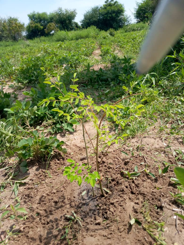 Ndiaffate: 5000 pieds d'arbres reboisés sur le littoral du fleuve Saloum