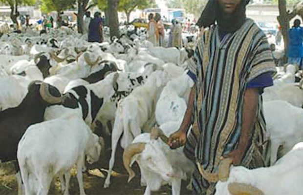 Comité du foirail des grands ruminants: Une vive tension notée entre les deux camps à Diamaguène