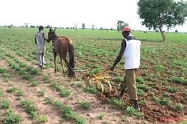 Délivrance suspendue du titre foncier sur les terres arables du monde rural : des bombes foncières en attente d’être désamorcées