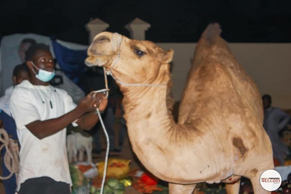 Saint-Valentin: Les dons de Sokhna Adja Saliou à Sokhna Aïda Saliou, pour rendre grâce à Cheikh Béthio