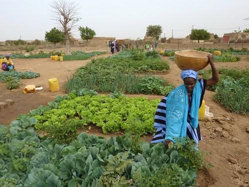 Filière horticole dans le bassin arachidier: Un manque de durabilité des périmètres collectifs, relevé