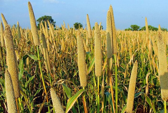 Pour une souveraineté alimentaire au Sénégal : L’IPAR propose le mil comme solution