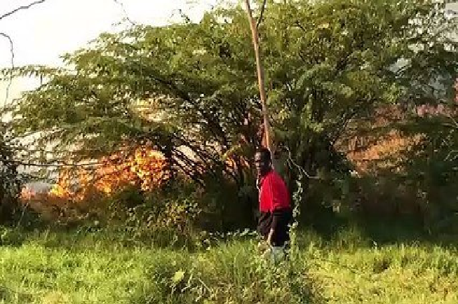 Forêt classée de Mbao : Reportage sur un refuge du grand banditisme