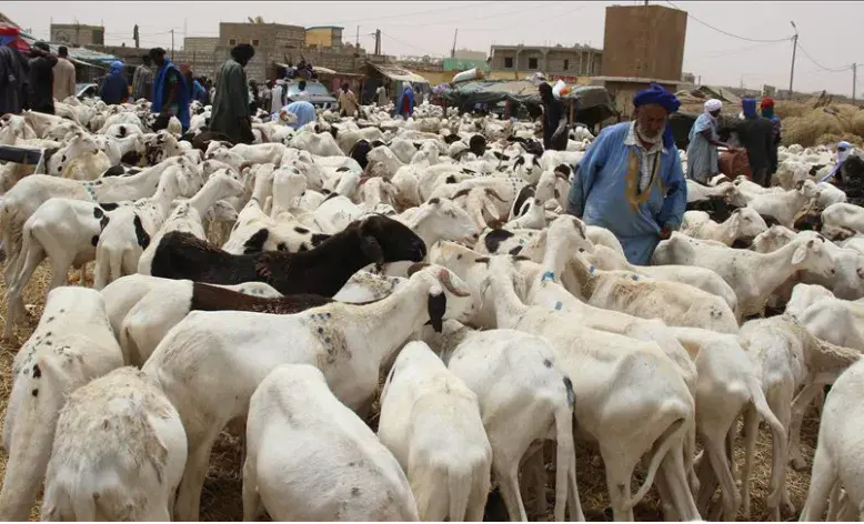 Tabaski 2022 : Des moutons seront convoyés du Mali vers le Sénégal