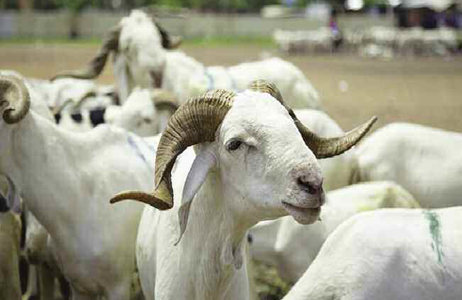 Moutons-approvisionnement du marché : à Thiès ça ne bêle pas fort