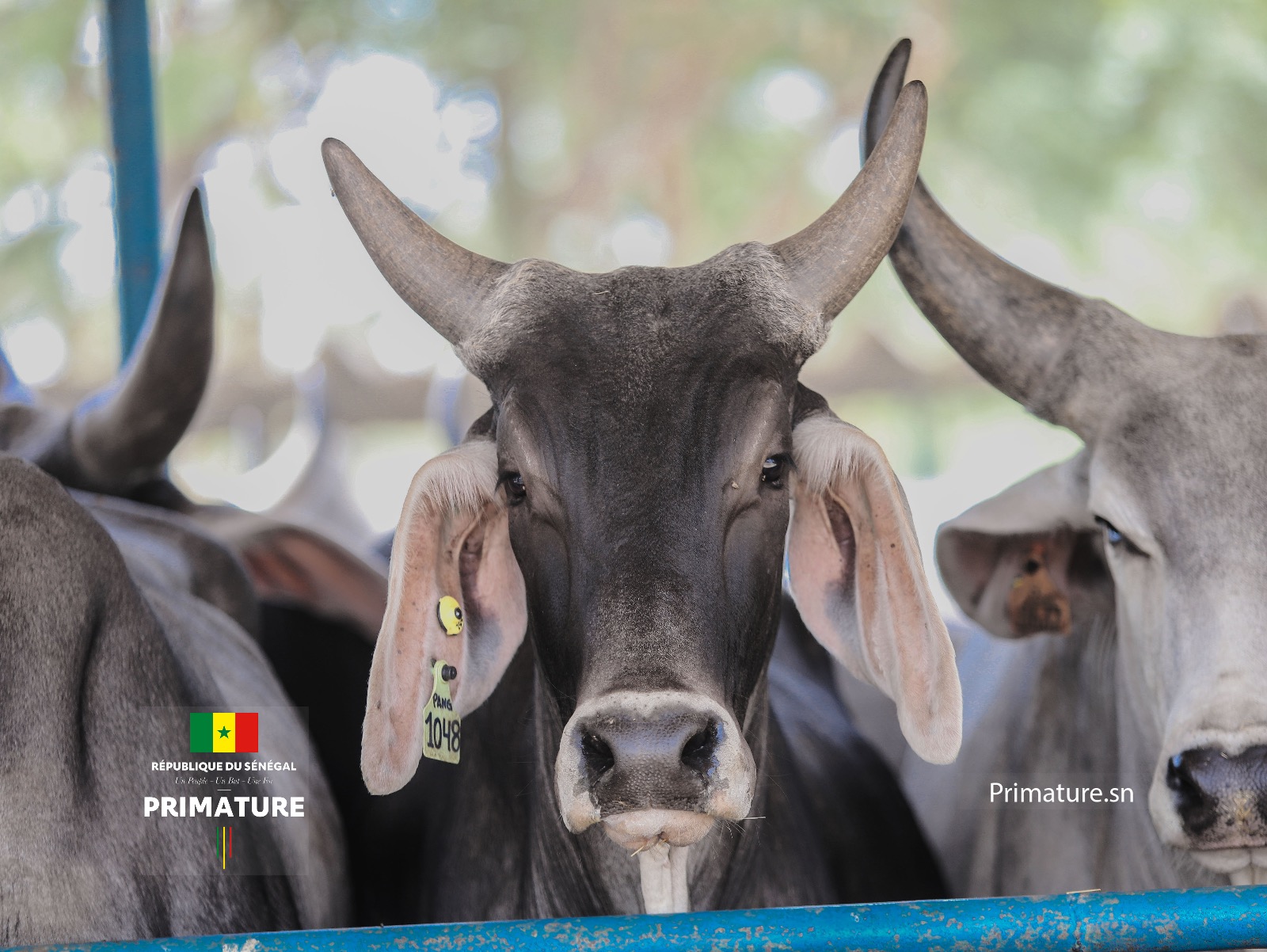 Photos/ Thiès: Amadou Ba, Premier Ministre, Ministre de l’Elevage à la réception de Taurillons « Guzera »