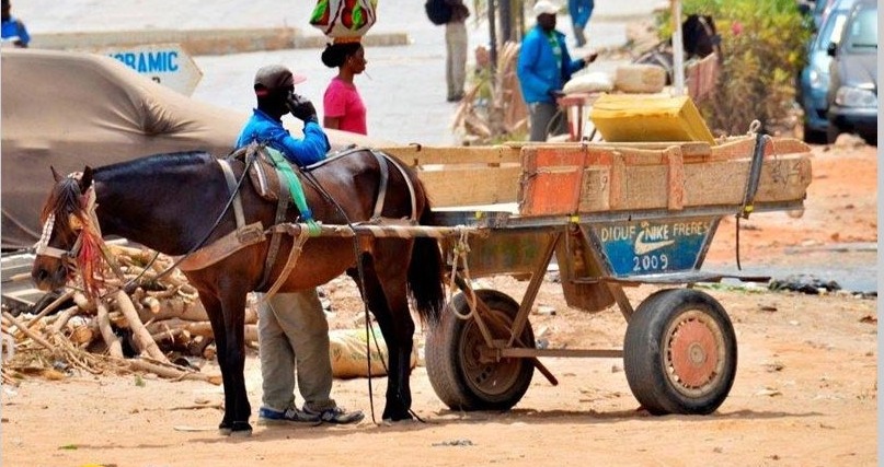 Charretiers au Sénégal : Gardien de traditions et acteurs clés du transport