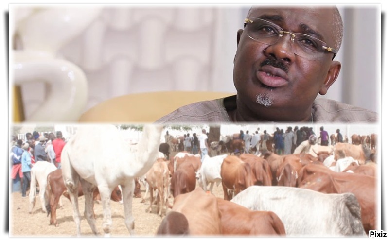 Gamou de Tivaouane: Le député Farba Ngom a fait un beau geste avec le convoi d’une trentaine de bœufs et un chameau vers la cité religieuse