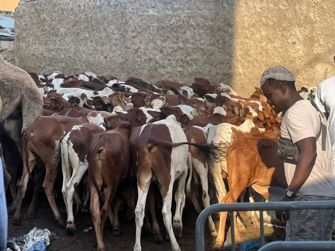 Social / Gamou 2023 : 280 bœufs distribués à Médina Baye pour célébrer la naissance du Prophète