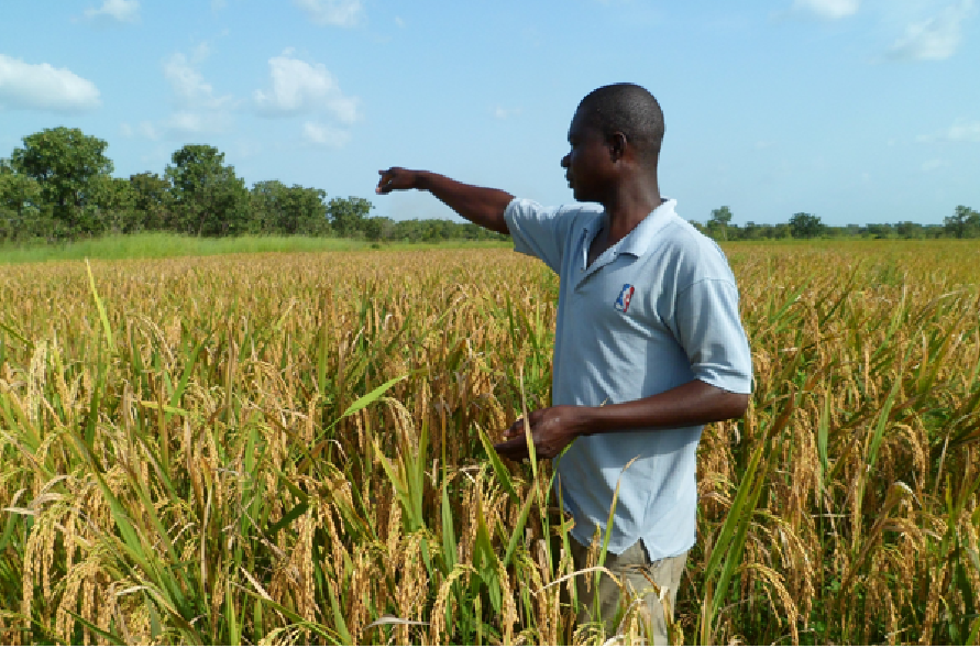Mauvaise qualité des semences de maïs : Les paysans du Saloum noirs de colère