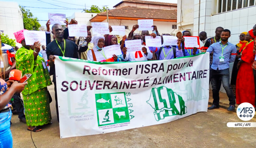 Sénégal / Agriculture : Des travailleurs réclament la signature des décrets portant réorganisation de l’ISRA