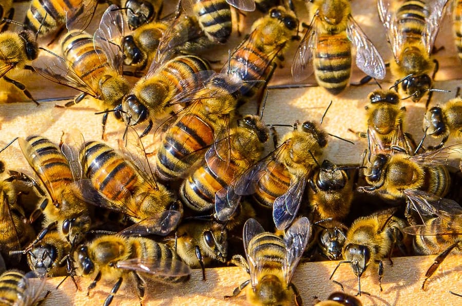 Panique vendredi à Thilogne en plein ziarra : Sortie de son nid, une colonie d’abeilles sème la terreur