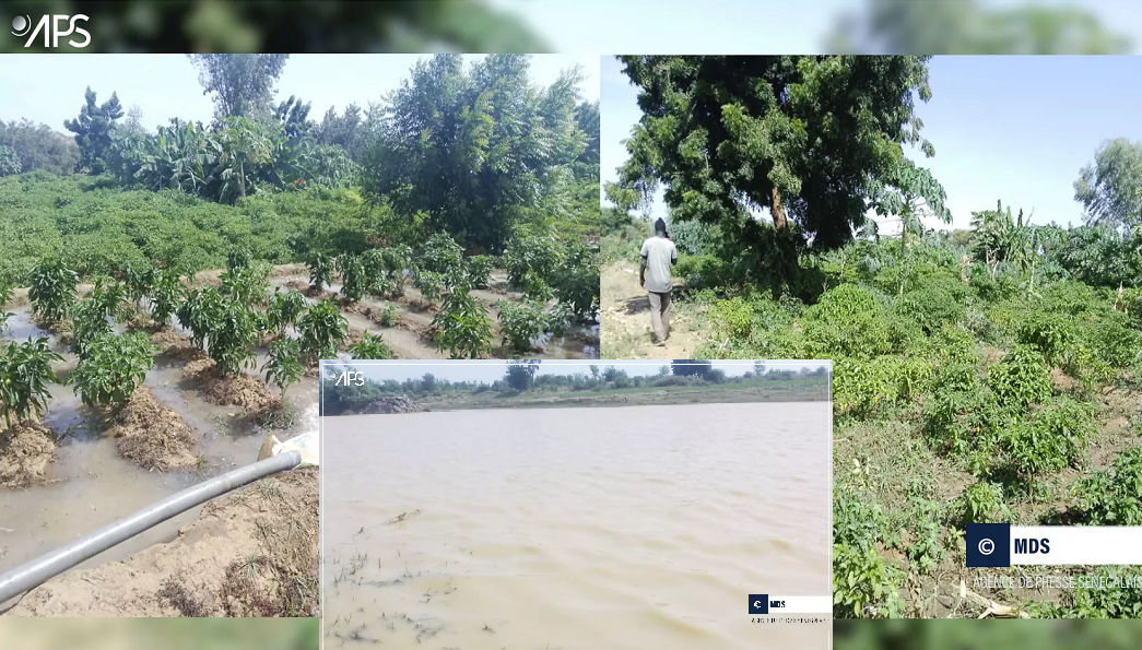 Bakel : La détresse des producteurs face à la pollution des eaux de la Falémé et du fleuve Sénégal