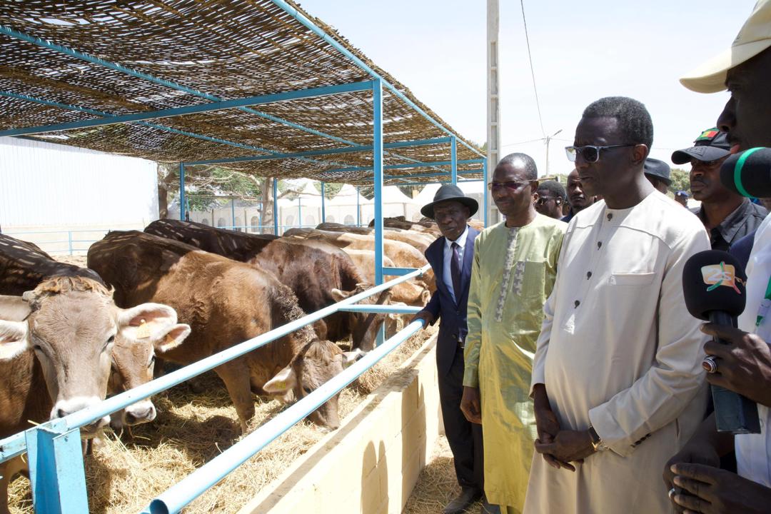 Photos/ Élevage: Amadou Ba, Premier Ministre lors de la réception des 1300 génisses gestantes à haut potentiel de laitier