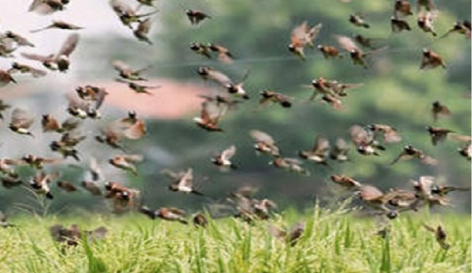 Saint-Louis : Des champs de riz menacés par les oiseaux granivores