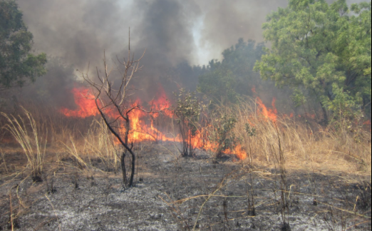 Kolda : 390 feux de brousse enregistrés en cinq ans (Adjointe au Gouverneur)