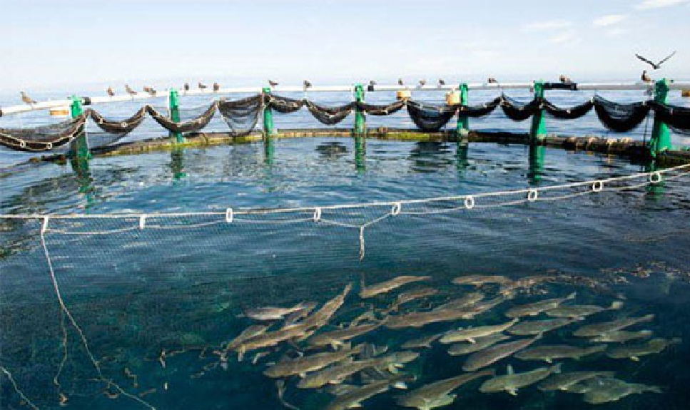 Aquaculture : Le nouveau Dg de l’ANA déplore la faiblesse de la production nationale