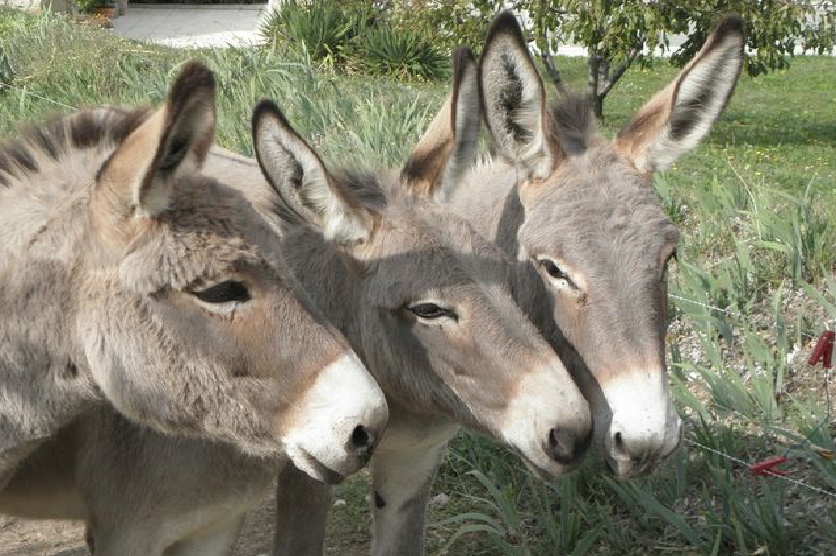 Podor / Vol d’ânes pour usage et domestication : Des propriétaires tiennent tête à la mafia des bandes de jeunes