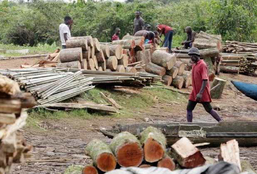 Alerte sur la déforestation à Médina Yoro Foula : Le couvert végétal en danger !