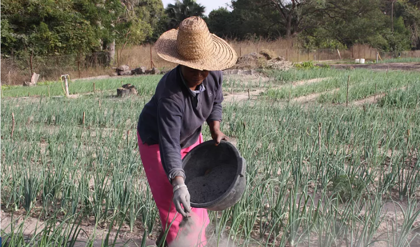 Engrais organiques : Une nouvelle préférence des agriculteurs