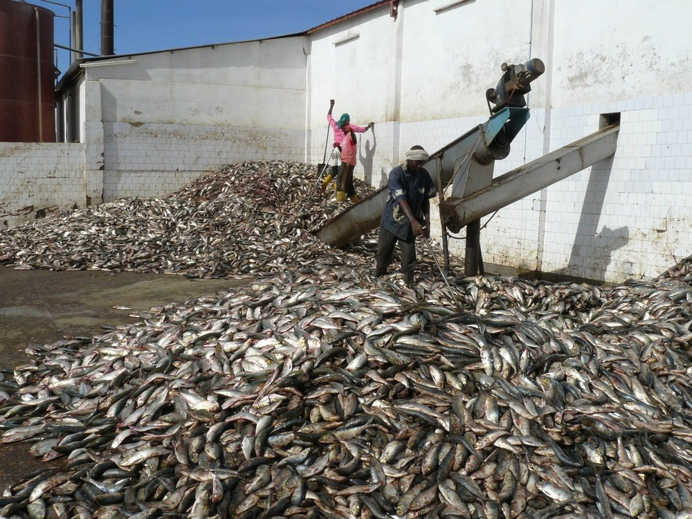 Un collectif en guerre contre une Usine de farine de poisson à Joal-Fadiouth : Quand Omega Fishing empoisonne l’air et la vie des habitants"