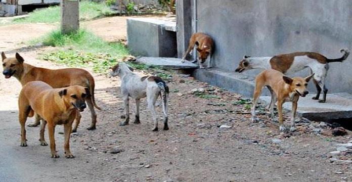 Hann-Marinas : La chasse aux chiens errants ayant attaqué des moutons, tourne mal