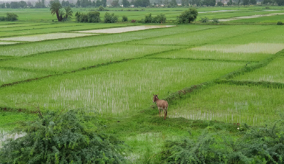 Podor- Des centaines d’hectares de riz emportés par les eaux : Les riziculteurs laissés à eux-mêmes avec leurs pertes