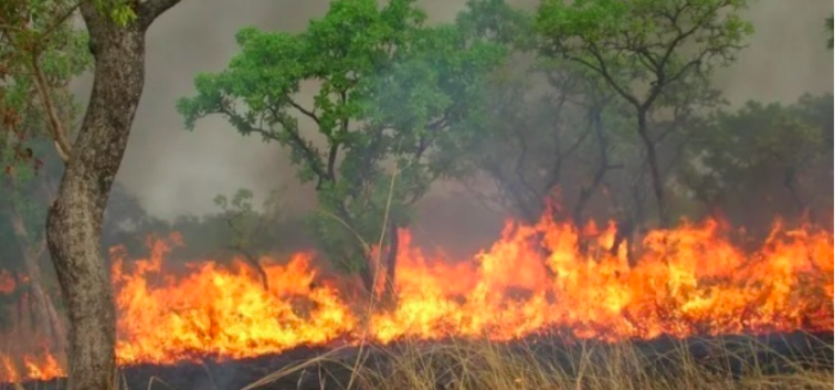 Ranch de Dolly: 362 ha de tapis herbacé ravagés par un feu de brousse