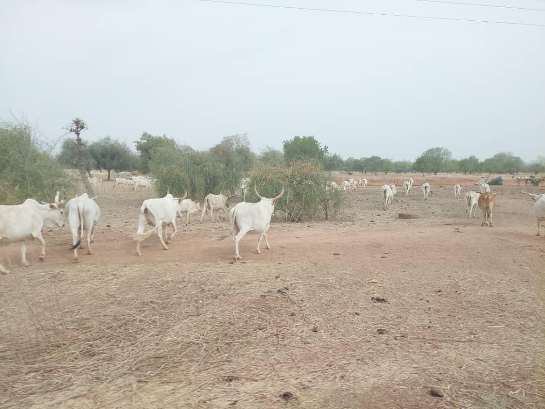 Vol de bétail : Le Sénégal subit une perte annuelle de près de 2 milliards de francs Cfa