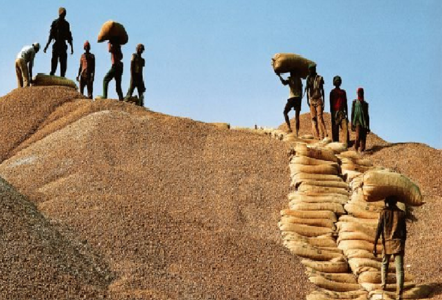 Kaolack / Agriculture : La campagne de commercialisation arachidière n’a pas répondu aux attentes des acteurs