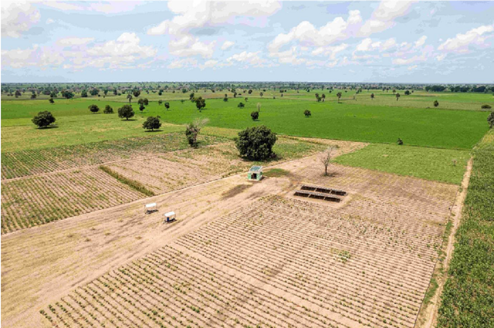 Souveraineté alimentaire : 50 fermes modernes financées pour renforcer l'agriculture communautaire au Sénégal