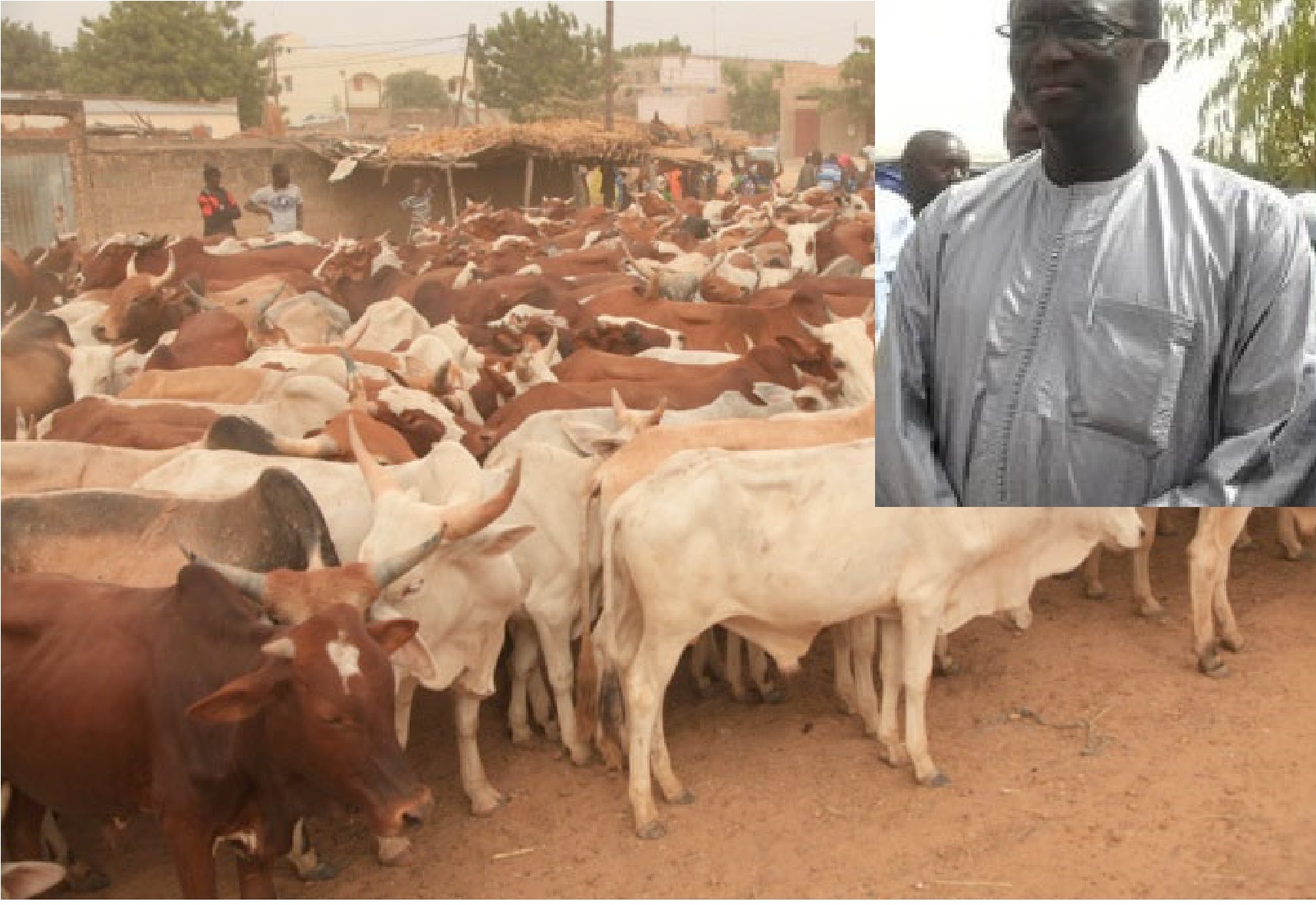 Gamou 2015- Le ministre  Amadou Bâ casse sa tirelire: Une centaine de bœufs et de chameaux offerts gracieusement à Tivaoune, Ndiassane, Thiénaba, Yoff Layène, Touba, Louga et Kaolack...