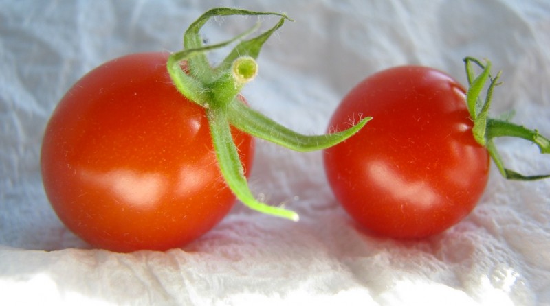 Elle pose une tomate dans le mauvais sens et voilà ce qu’il se passe !