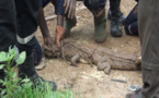 Thiès : Un petit crocodile échappe d’un domicile