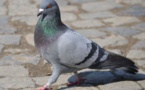 Condamnés pour avoir massacré des pigeons