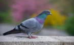 Vidéo: ce pigeon accusé de djihadisme est placé en détention pour avoir transporté une lettre de menaces