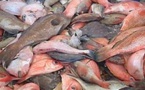 Kolda: 50 kg de poissons impropres à la consommation saisis