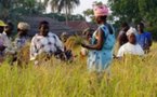 PREEMINENCE DU RIZ, NEGLIGENCE DES CEREALES LOCALES…:Le Sénégalais mange mal