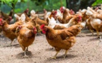 Malgré le Gamou et le Magal, les poulets inondent le marché et sont à bon prix