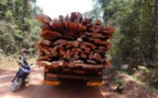 Kolda: 30 présumés trafiquants de bois arrêtés et des véhicules saisis