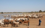 Sédhiou-Kolda: deux bergers en transhumance portés disparus