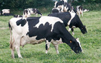 Tambacounda : 3.800 vaches visées pour la campagne d’insémination artificielle 2010