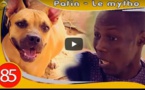 Patin affronte un chien méchant... Regardez la suite ....à mourir de rire!!