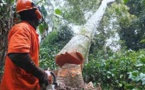 Suspension de la coupe de bois en Casamance: Greenpeace salue la décision du Président Macky Sall