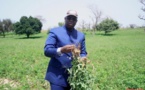 Campagne agricole:  La saison 2017-2018 a battu tous les records, selon Seydou Guèye