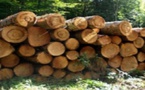 Comment le Comzone n°6 a fait foirer une importante saisie de bois