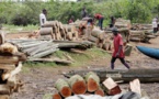 Coupe de bois en Casamance: vive tension entre les maires de Sindian et de Oulampane